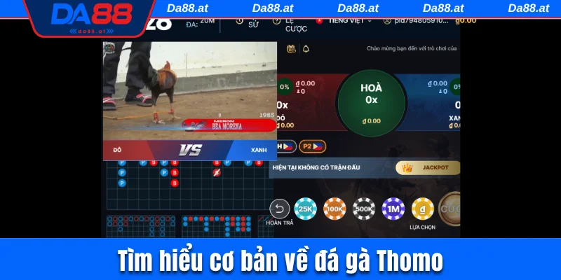 Tìm hiểu cơ bản về đá gà Thomo